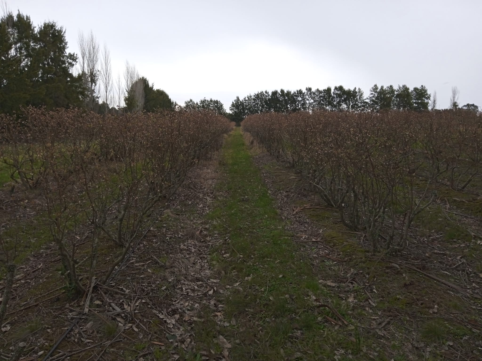 15 ha — Chacra de frutales en Rocha, cerca del mar – 14