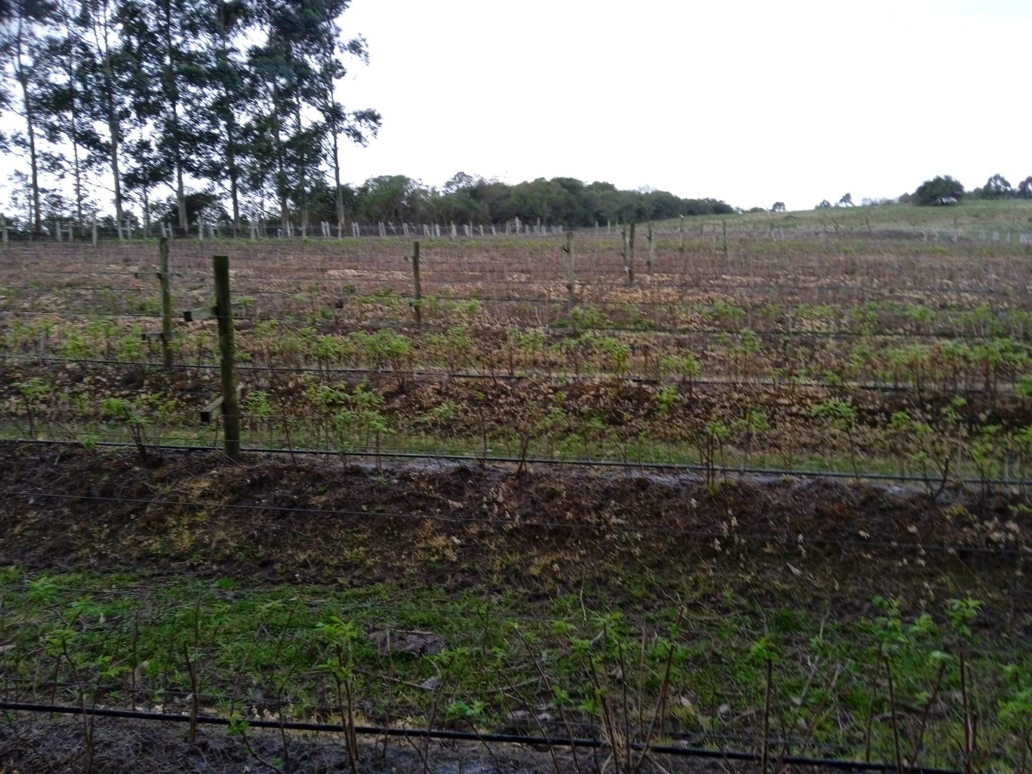 15 ha — Chacra de frutales en Rocha, cerca del mar – 15