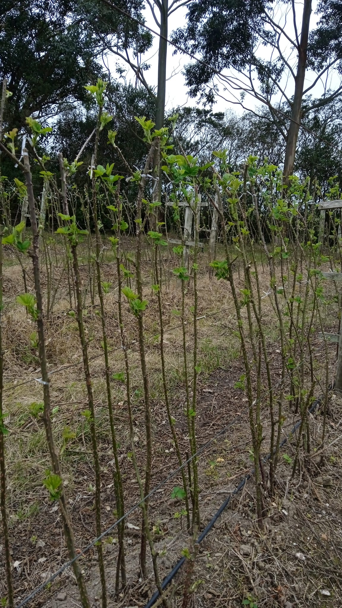 15 ha — Chacra de frutales en Rocha, cerca del mar – 16