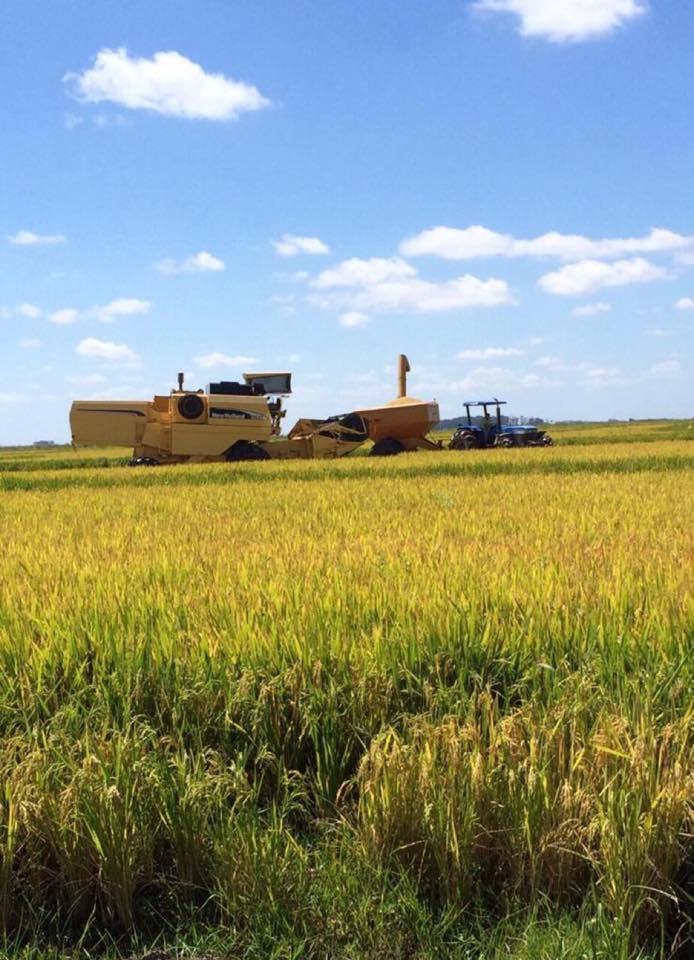750 ha agrícola-ganaderas en Rocha — Cebollatí – 2