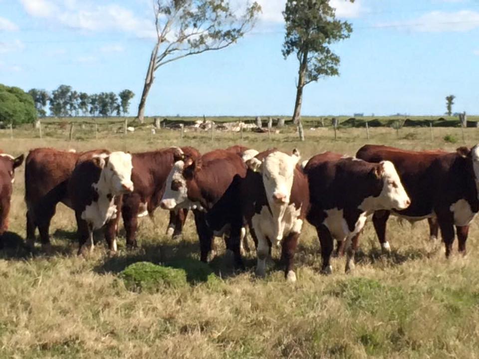 750 ha agrícola-ganaderas en Rocha — Cebollatí – 1