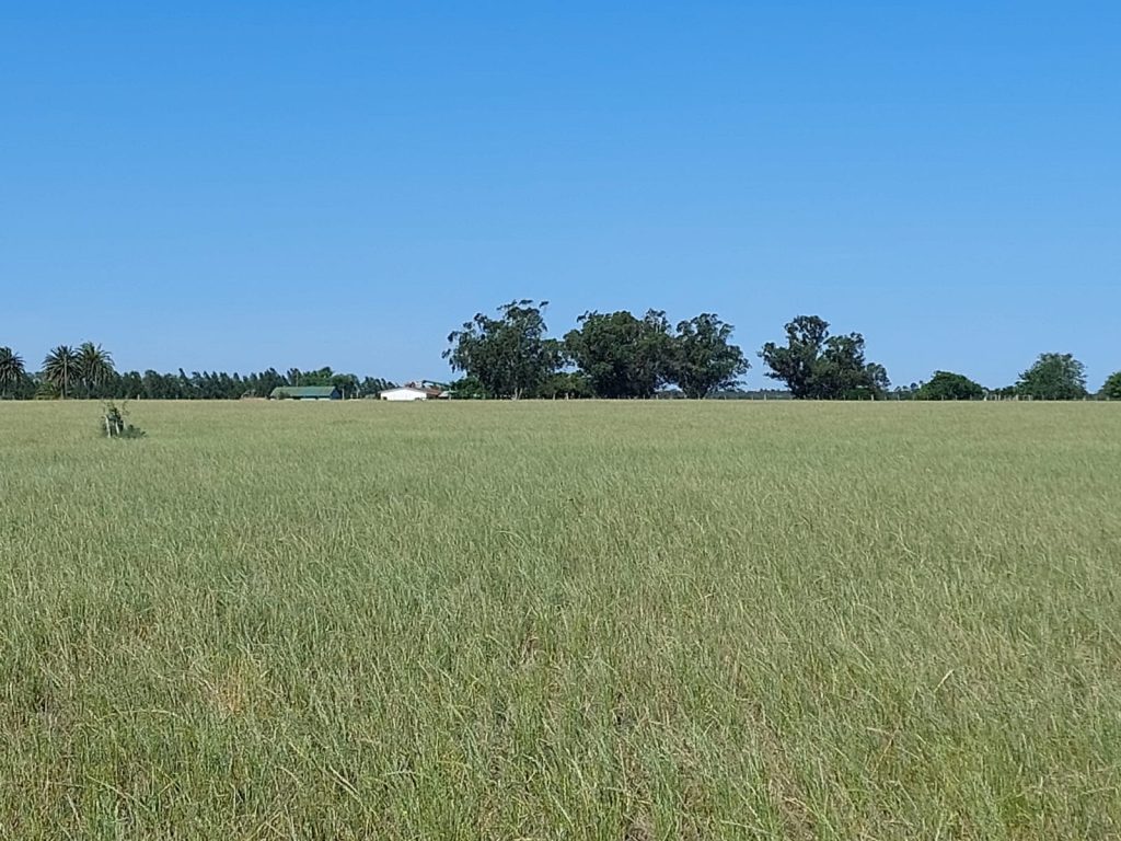 Livestock and Agricultural Land Real Estate Uruguay
